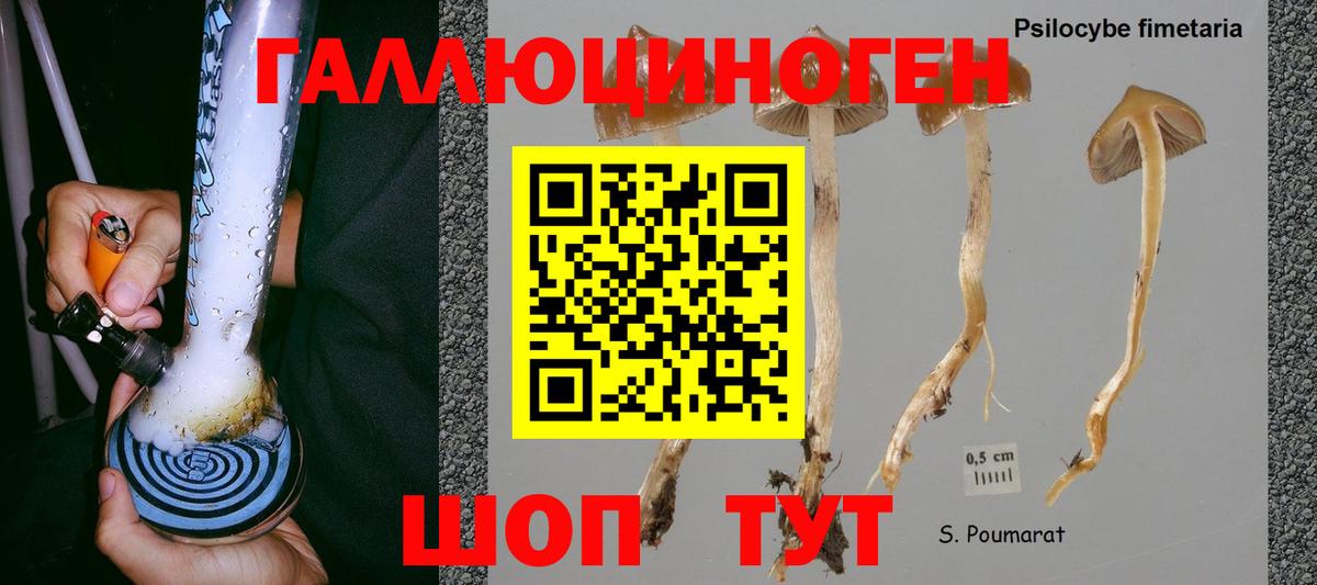 Галлюциногенные грибы Cubensis  дарнет шоп  Абакан 